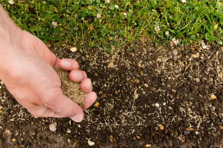 how to put seed on lawn