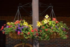 How Do You Keep Birds from Building a Nest in a Hanging Basket ...